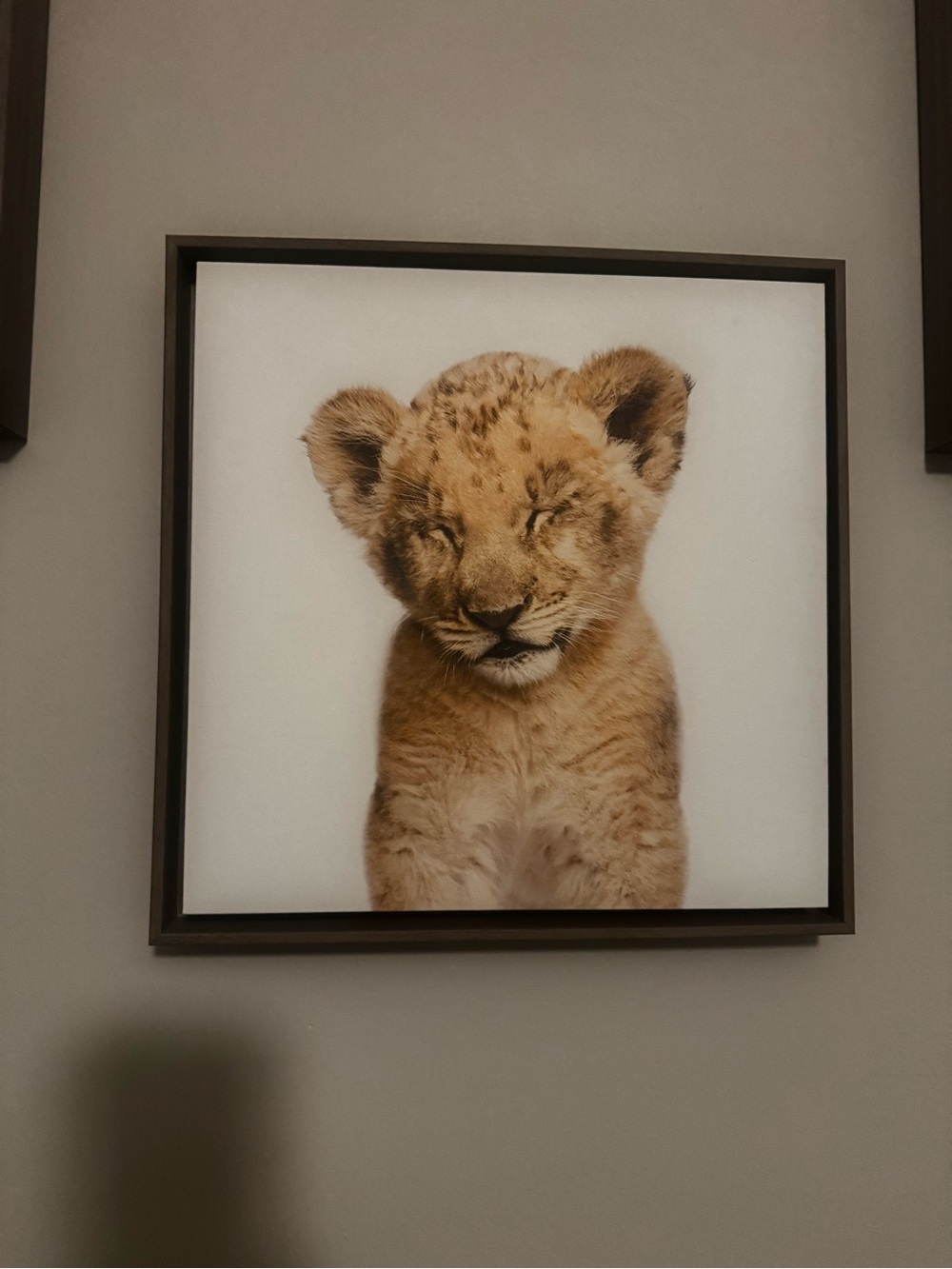 ‘Safari Animals’ by Amy Peterson - Floater Frame Graphic Art Prints (Set of 6) - Picture 7 of 11
